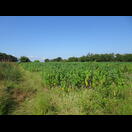 In dieser Gegend wird viel Maniok angebaut